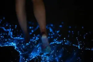 Sparkling blue planktons